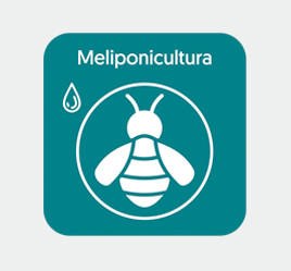 MELIPONICULTURA